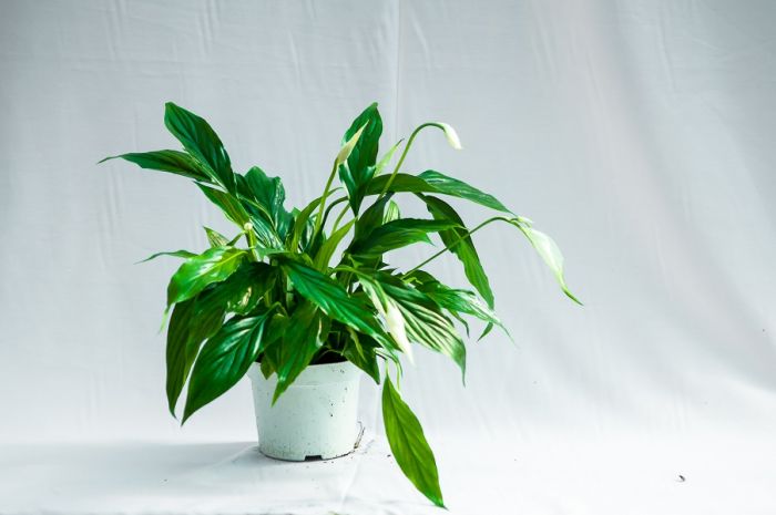 10 Beautiful & Unique Indoor House Plants That Are Super Easy to Take ...